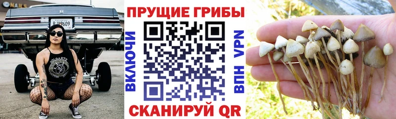 наркотики  Старая Русса  Псилоцибиновые грибы MAGIC MUSHROOMS 